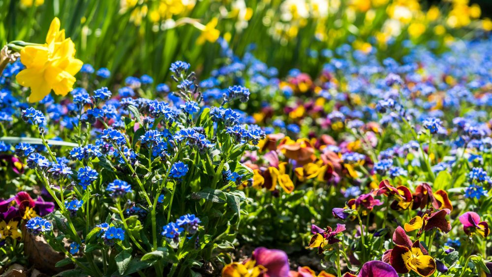 How many flowers can you find in an English country garden?